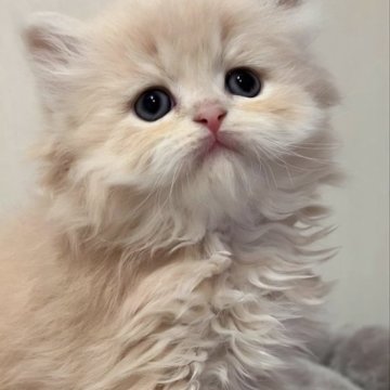 ミヌエット(長足)【千葉県・男の子・2023年2月6日・クリームタビー（ロング）】の写真「犬感漂う？長足ミヌエットの男の子」