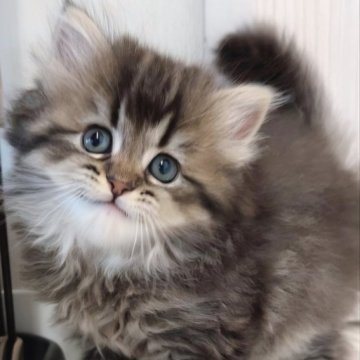 ミヌエット【千葉県・男の子・2023年2月7日・ブラウンタビー（ロング）】の写真「おしゃまなタレ目♡長足男の子」