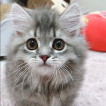 ミヌエット【千葉県・男の子・2023年2月8日・ブルータビー（ロング）】の写真「大きな瞳♡甘えん坊の短足男の子」