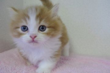 マンチカン(短足)【千葉県・男の子・2020年2月18日・レッドタビー&ホワイト（ロング）】の写真「両親遺伝子検査済み！短足わがままボディの男の子♡」