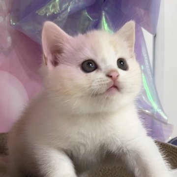 マンチカン(長足)【千葉県・男の子・2024年10月21日・クリームタビー&ホワイト（ショート）】の写真「猫腸コロナウイルスフリー&両親遺伝子検査済み」