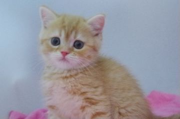 ミヌエット【千葉県・男の子・2017年3月8日・レッドタビー（ショート）】の写真「まん丸お顔な長足男の子」