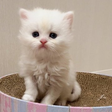 ミヌエット【千葉県・男の子・2023年11月15日・シェルクリーム（ロング）】の写真「猫腸コロナウイルスフリー&両親遺伝子検査済み」