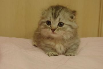 マンチカン(短足)【千葉県・女の子・2018年7月21日・シルバーパッチドタビー&ホワイト（ロング）】の写真「めちゃかわ♡ぽてぽて極短足ちゃん」