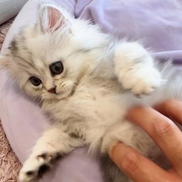 ミヌエット【千葉県・女の子・2023年3月10日・シルバーパッチドタビー（ロング）】の写真「あまあま♡お膝大好き長足女の子」