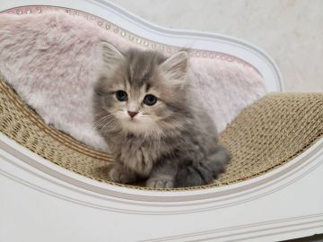 キンカロー【千葉県・女の子・2021年4月11日・ブルータビー（ロング）】の写真「両親遺伝子検査済み！垂れ目の美人さん♡」