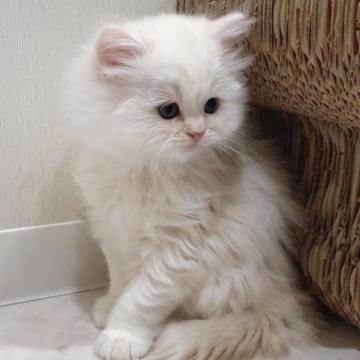 ミヌエット(長足)【千葉県・男の子・2023年1月10日・クリームタビー（ロング）】の写真「ゴージャス⭐︎甘えん坊のクリームタビー君」