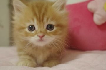 キンカロー【千葉県・男の子・2018年9月3日・レッドタビー（ロング）】の写真「お値段見直し！極短足男の子」