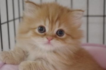 ミヌエット【千葉県・女の子・2019年1月13日・レッドタビー（ロング）】の写真「もっふもふ短足女の子」