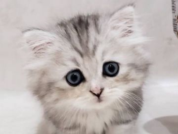 ミヌエット【千葉県・女の子・2021年8月11日・シルバーパッチドタビー（セミロング）】の写真「両親遺伝子検査済み！お値段見直しました♪」