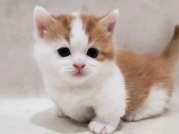 マンチカン(短足)【千葉県・男の子・2021年12月31日・レッドタビー&ホワイト（ショート）】の写真「両親遺伝子検査済み☆まんまる極短足男の子」