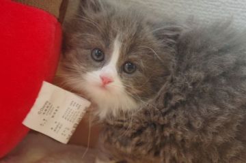 マンチカン(長足)【千葉県・女の子・2018年4月29日・ブルー&ホワイト（セミロング）】の写真「遺伝子検査済み！靴下ブルーにゃん♪」