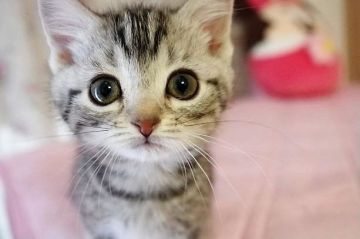 スコティッシュフォールド(立ち耳)【千葉県・女の子・2018年11月4日・シルバータビー（ショート）】の写真「抱っこ大好き！くりくり美人ちゃん」