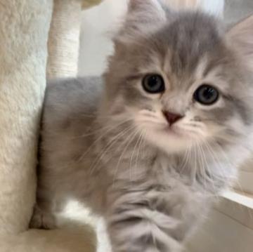 マンチカン(長足)【千葉県・男の子・2022年7月21日・ブルータビー（ロングヘア）】の写真「両親遺伝子検査済み♪綺麗なブルーの長足君」