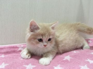 マンチカン(長足)【千葉県・男の子・2020年7月28日・クリームタビー&ホワイト（セミロング）】の写真「両親遺伝子検査済み！めちゃかわ靴下君♡」