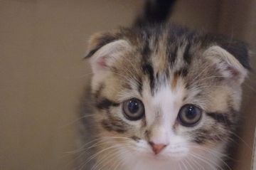 スコティッシュフォールド(折れ耳)【千葉県・女の子・2018年7月20日・シルバーパッチドタビー&ホワイト（ショート）】の写真「大きなたれ目の折れ耳女の子」