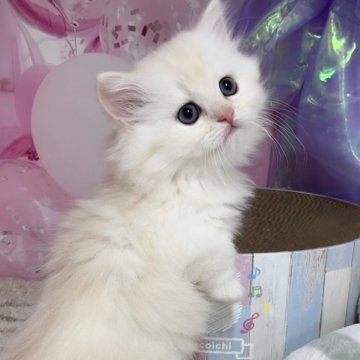 ミヌエット【千葉県・女の子・2024年10月26日・シェルクリーム（ロングヘアー）】の写真「猫腸コロナウイルスフリー&両親遺伝子検査済み」