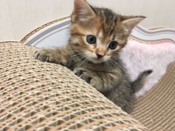 ミヌエット【千葉県・女の子・2020年9月7日・ブラウンパッチドタビー（ショート）】の写真「ちょっぴりスローなマイペース女の子♪」