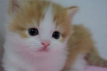 マンチカン(短足)【千葉県・女の子・2020年3月20日・レッドタビー&ホワイト（ロング）】の写真「遺伝子検査済み！ポテポテ極短足♡」