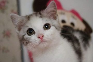 スコティッシュフォールド(立ち耳)【千葉県・女の子・2018年11月4日・シルバータビー&ホワイト（ショート）】の写真「くっきりアイラインの美人立ち耳ちゃん」