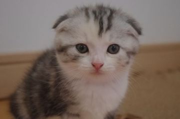 スコティッシュフォールド(折れ耳)【千葉県・女の子・2018年7月20日・シルバーパッチドタビー&ホワイト（ショート）】の写真「まん丸ノンビリさんの折れ耳女の子」