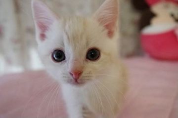 スコティッシュフォールド(立ち耳)【千葉県・男の子・2018年11月4日・クリームタビー（ショート）】の写真「まんまるおめめの甘えん坊男の子」