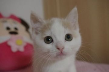 スコティッシュフォールド(立ち耳)【千葉県・男の子・2018年10月28日・クリーム&ホワイト（ショート）】の写真「まんまる♡立ち耳男の子」