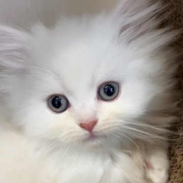 ミヌエット【千葉県・男の子・2023年12月24日・シェルクリーム（ロング）】の写真「猫腸コロナウイルスフリー&両親遺伝子検査済み」