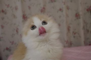 スコティッシュフォールド(折れ耳)【千葉県・女の子・2018年10月28日・レッド&ホワイト（ロング）】の写真「ふわふわ折れ耳女の子♡」