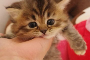 ミヌエット【千葉県・女の子・2018年3月11日・ブラウンタビー（ロング）】の写真「長足モフモフ女の子」