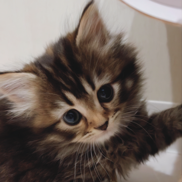 キンカロー【千葉県・女の子・2023年1月12日・ブラウンパッチドタビー（ロング）】の写真「まんまるお目々！優しい長足キンカロー女の子」