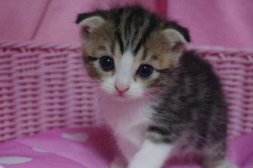 スコティッシュフォールド(折れ耳)【千葉県・女の子・2017年5月29日・ブラウンタビー&ホワイト（ショート）】の写真「まんまるおめめの女の子」