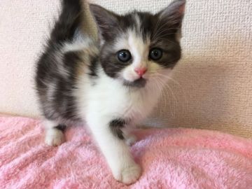 マンチカン(長足)【千葉県・女の子・2020年6月24日・キャリコ（ショート）】の写真「遺伝子検査済み！まん丸お顔のキャリコちゃん♡」