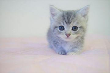 マンチカン(短足)【千葉県・女の子・2020年1月26日・ブルーパッチドタビー&ホワイト（ショート）】の写真「短足ブルーの女の子！こぶりでぷりぷり！」