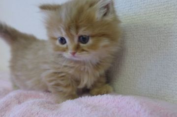 マンチカン(短足)【千葉県・女の子・2020年2月18日・レッドタビー（ロング）】の写真「両親遺伝子検査済み！短足もふもふ女の子♡」