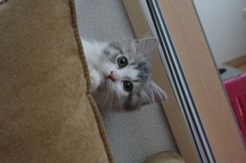 マンチカン【千葉県・男の子・2017年8月8日・ブルー&ホワイト（セミロング）】の写真「綺麗な色の足長君」