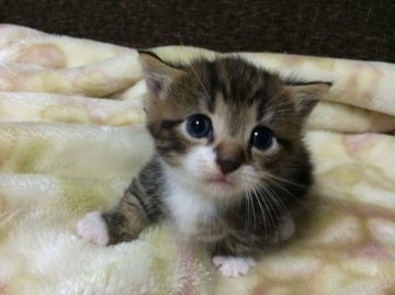 マンチカン【千葉県・男の子・2014年8月22日・ブラウンタビー&ホワイト（ショート）】の写真「短足まんまる王子様」