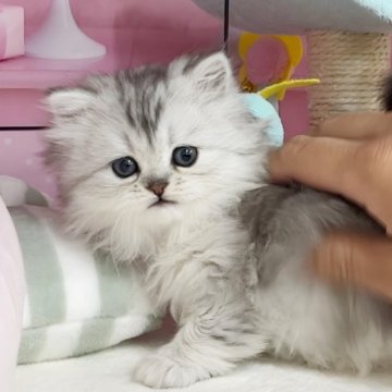 ミヌエット【千葉県・女の子・2024年3月4日・シルバーパッチドタビー（ロング）】の写真「猫腸コロナウイルスフリー&両親遺伝子検査済み」