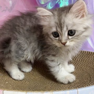 ミヌエット(長足)【千葉県・男の子・2023年9月8日・ブルータビー（ロング）】の写真「両親遺伝子検査済み🎵」