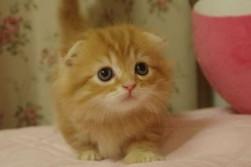 キンカロー【千葉県・女の子・2018年9月3日・レッドタビー（ロング）】の写真「極短足女の子」