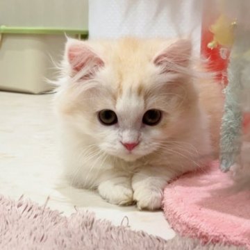 ミヌエット【千葉県・男の子・2023年3月7日・クリームタビー&ホワイト（ロング）】の写真「めちゃかわ♪お値段見直し♪ポテコロ短足」