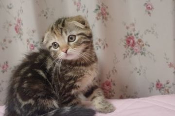 マンチカン(長足)【千葉県・男の子・2018年10月4日・ブラウンタビー（ショート）】の写真「甘えん坊のゴロゴロまるぽて短足君♡」