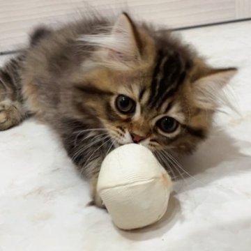 キンカロー【千葉県・男の子・2023年4月9日・ブラウンタビー（ロング）】の写真「お値段見直し🎵たぬき度高め♡極短足男の子」