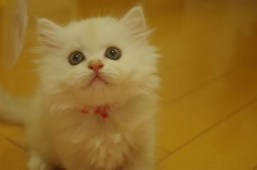 ミヌエット【千葉県・女の子・2018年6月26日・クリームパッチドタビー（ロング）】の写真「サマーセール開催中♪短足かっぱちゃん♡」