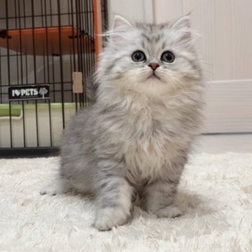 ミヌエット(長足)【千葉県・女の子・2023年2月13日・シルバーパッチドタビー（ロング）】の写真「もふもふ美人さん！甘えた長足女の子」