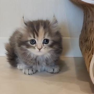 キンカロー【千葉県・女の子・2022年11月6日・ブルークリームタビー（ロング）】の写真「両親遺伝子検査済み♪人気のブルーゆるカール耳女子」