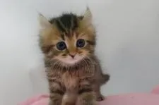 マンチカン【千葉県・女の子・2017年3月8日・ブラウンパッチドタビー】の写真1