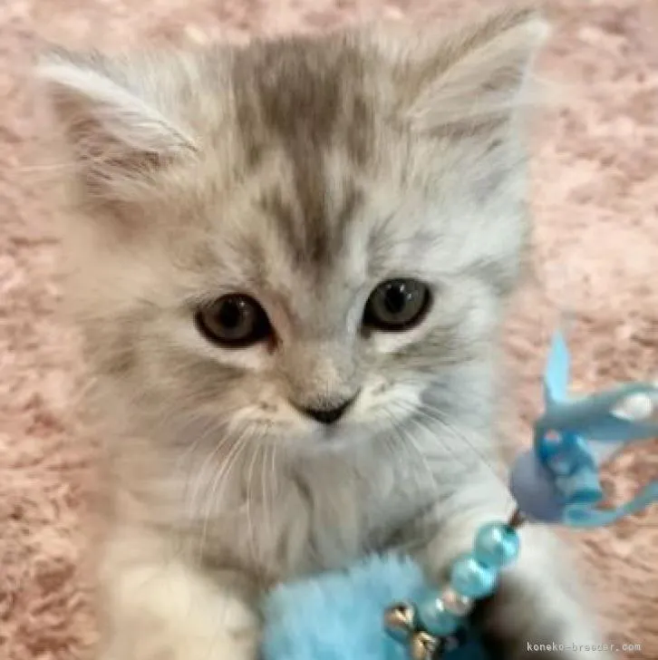 ID：2209-00909の子猫