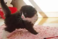 マンチカン(長足)【千葉県・女の子・2018年4月29日・ブラック&ホワイト】の写真2