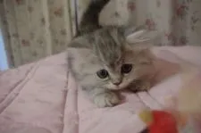 ミヌエット【千葉県・女の子・2018年9月5日・シルバーパッチドタビー】の写真2